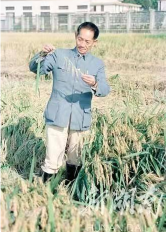 袁隆平院士今日在长沙安葬 多名中国工程院院士出席