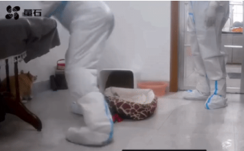 央视网评隔离宠物狗被扑杀：没有法律依据