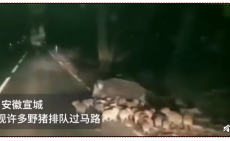 安徽多地野猪泛滥 猪仔排队过马路 场面触目惊心