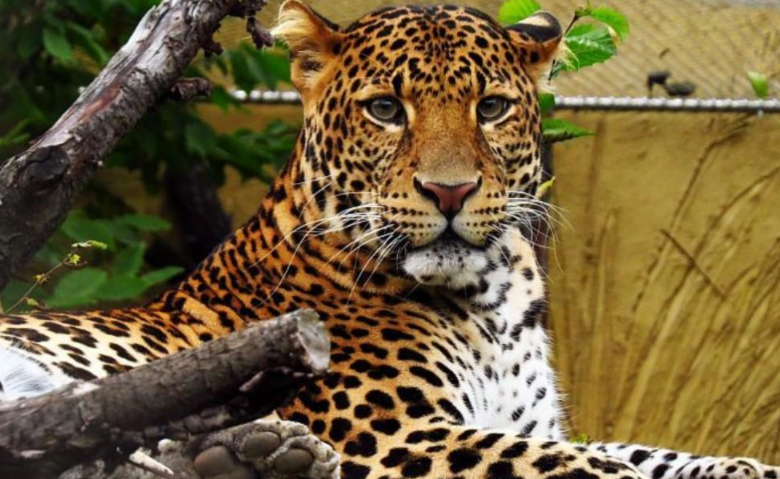 杭州野生动物世界3只金钱豹逃脱 6人因此获刑